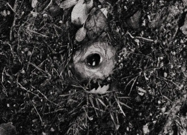 A horse’s eye, open in the dark earth